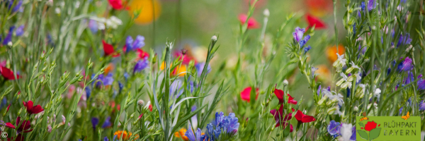 Eine wilde Blumenwiese mit bunten Wiesenblumen