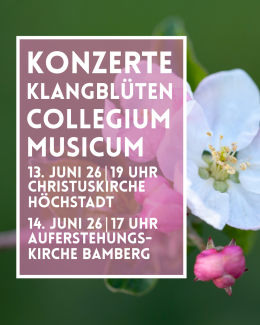 Apfelblüten vor grünem Hintergrund