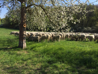 Schafe auf einer Weide