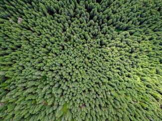 Blick auf Wald von oben